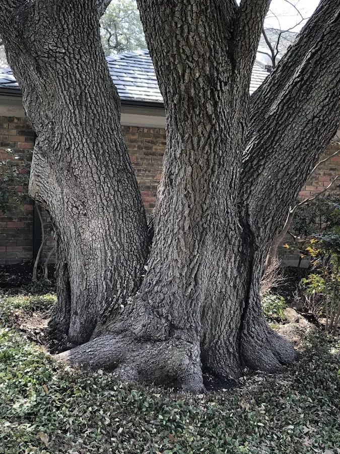 Mature heritage tree close to a Constantia property cared for by certified arborists